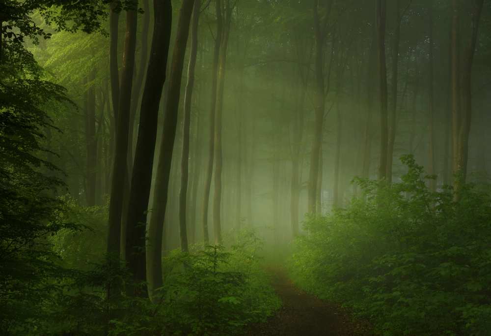 forest morning van Norbert Maier