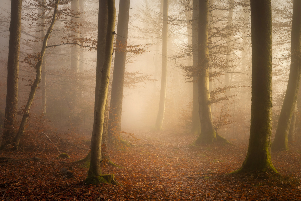 November Forest van Norbert Maier
