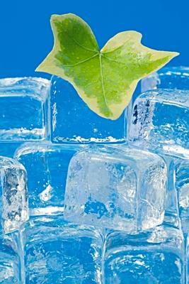 Ivy leaf and ice