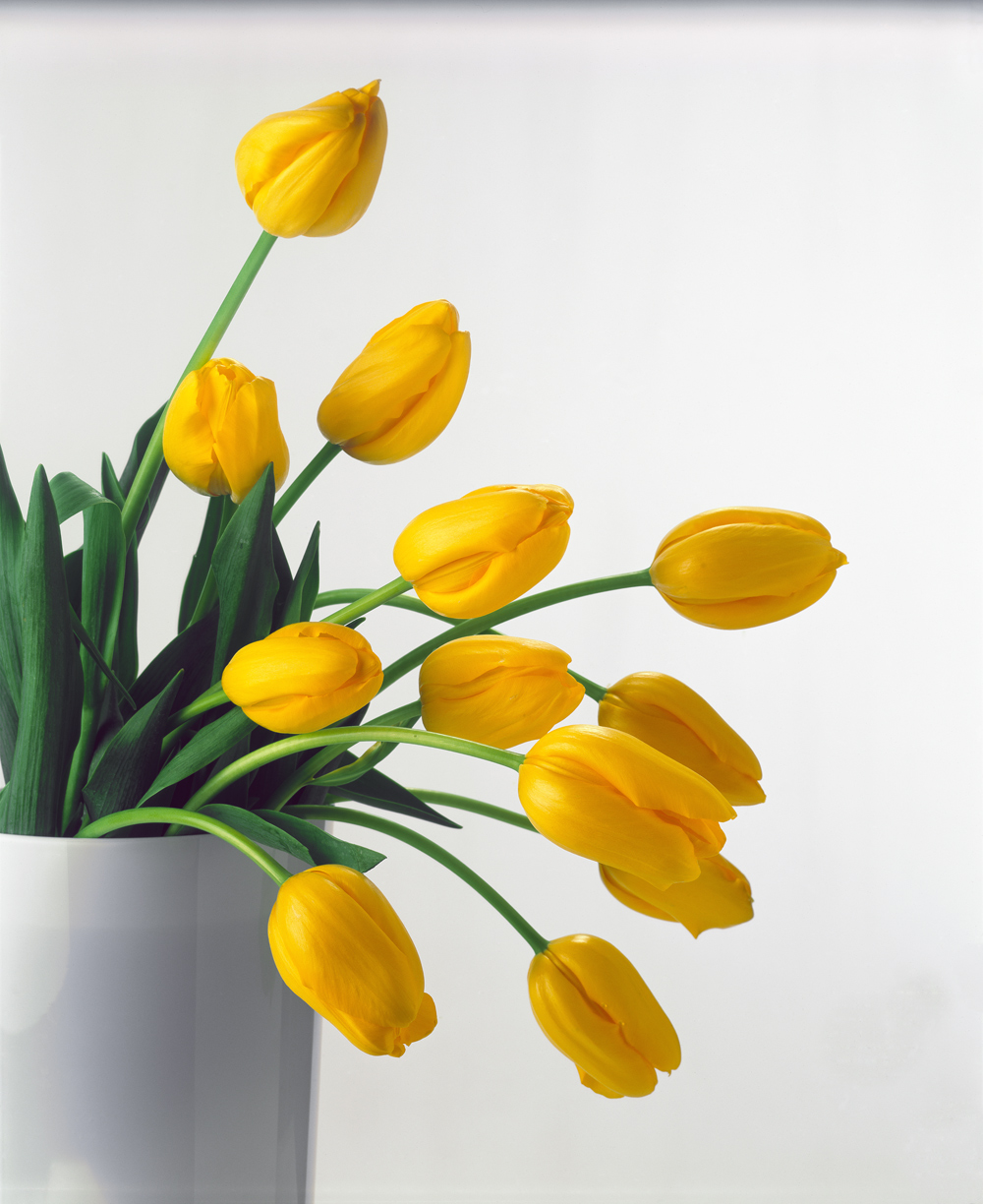 Yellow Tulips II, 1999 (colour photo)  van Norman  Hollands