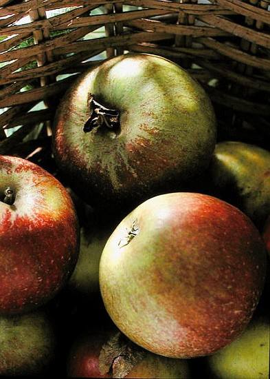 Cox''s apples in basket, 1994 (colour photo)  van Norman  Hollands