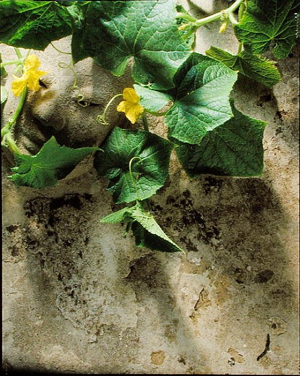 Mask & squash leaves, 1994 (colour photo)  van Norman  Hollands