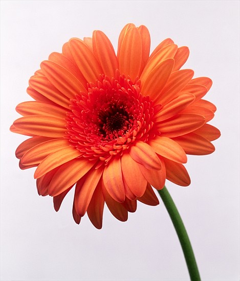 Orange flower, 1999 (colour photo)  van Norman  Hollands