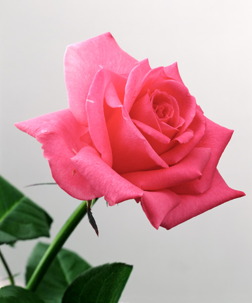 Pink Rose, 2005 (colour photo)  van Norman  Hollands