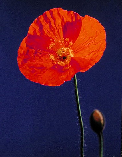 Poppy, 1996 (colour photo)  van Norman  Hollands