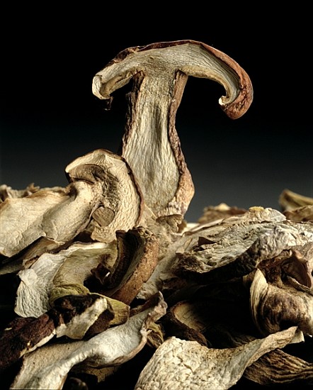 Porcini Mushrooms ''Golgotha'', 1994 (colour photo)  van Norman  Hollands