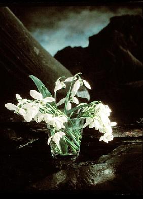 Snowdrops, 1995 (colour photo) 