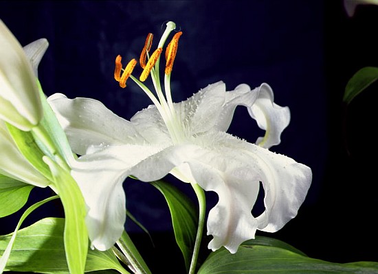 White lily, 1999 (colour photo)  van Norman  Hollands