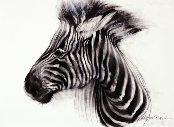 Baby Zebra, 2000 (charcoal on paper)  van Odile  Kidd