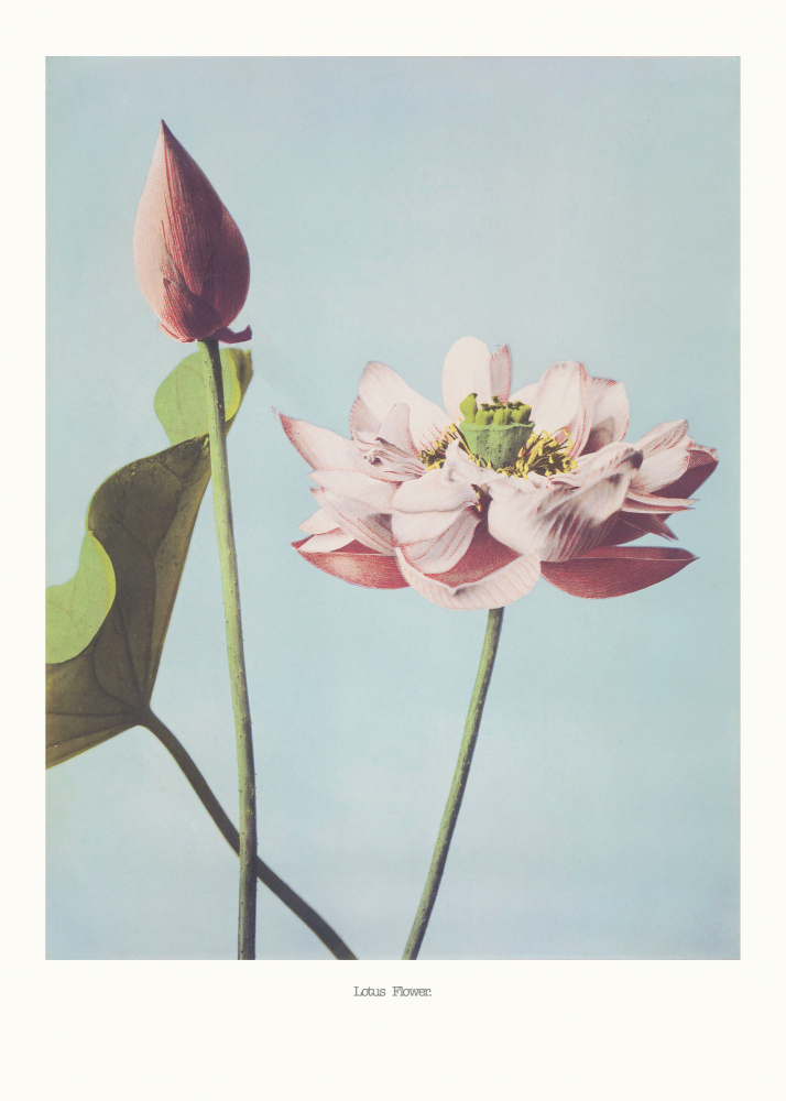 Lotus Flowers van Ogawa Kazumasa
