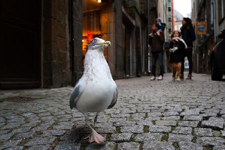 Dancing seagull in Saint-Malo