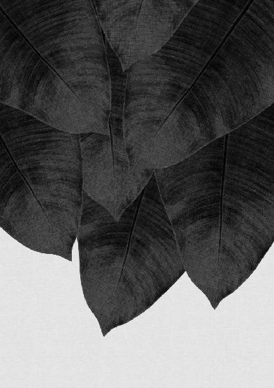 Banana Leaf Black &amp; White III