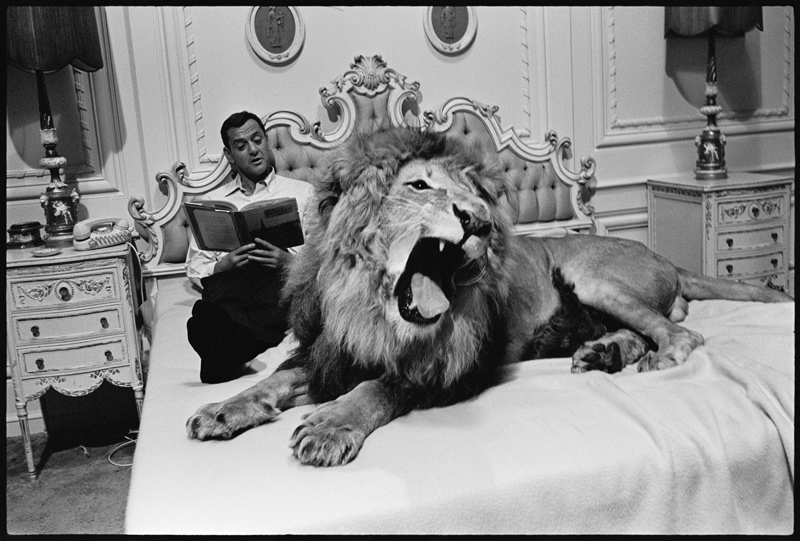 Tony Randall with lion (Zamba), on the set of Fluffy van Orlando Suero