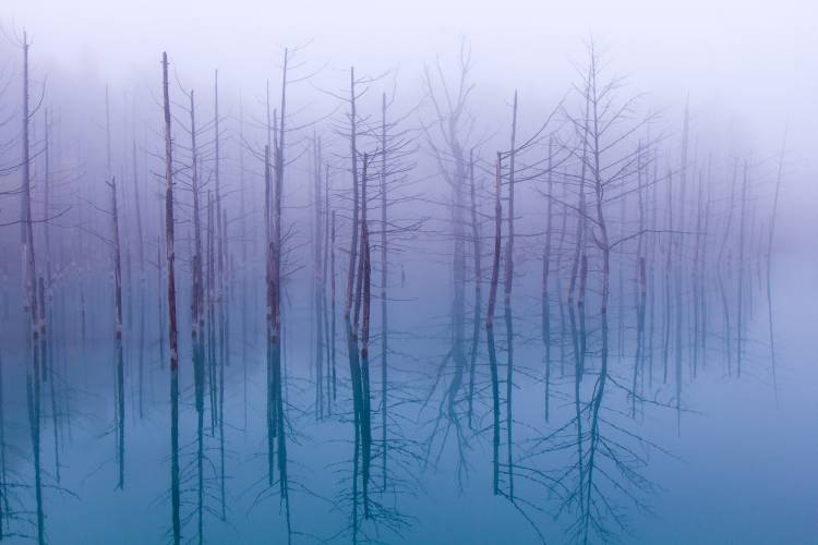 Misty Blue Pond van OSAMU ASAMI