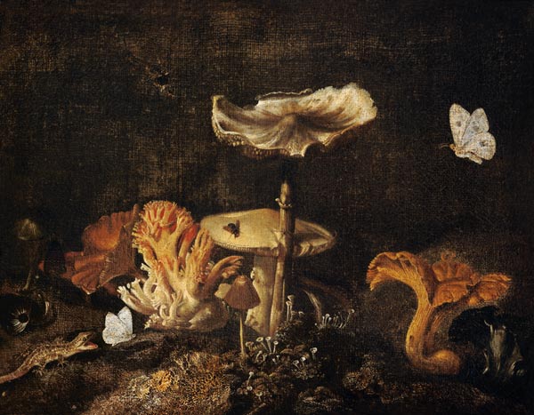 Still Life with Mushrooms and Butterflies van Otto Marseus van Schrieck