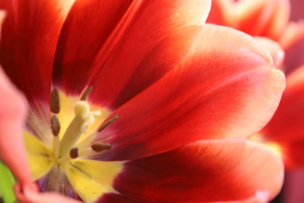 Rote Tulpe van 