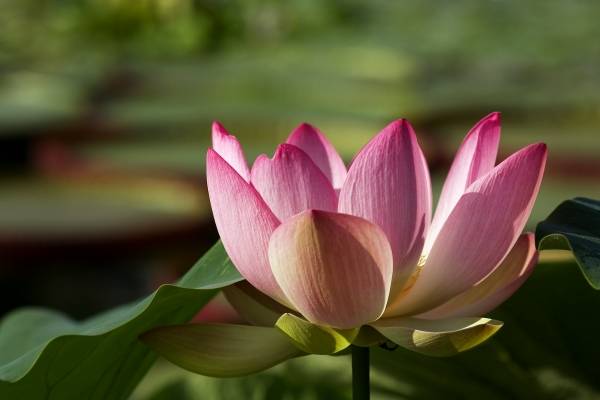 Lotus-Blüte van 
