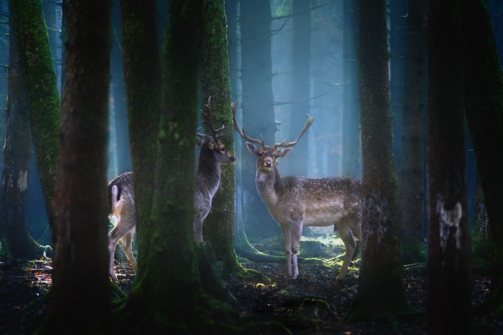 Deers van Patrick Aurednik
