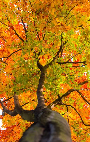 Buche mit buntem Herbstlaub van Patrick Pleul