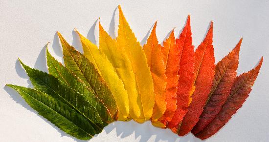 Farbige Herbstblätter van Patrick Pleul