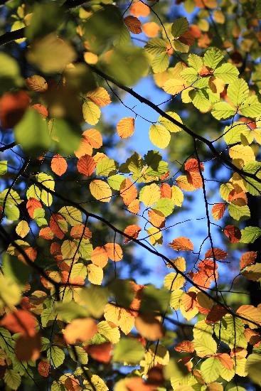 Herbst im Schlaubetal van Patrick Pleul