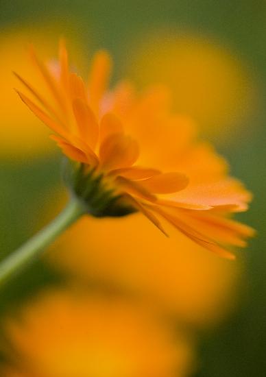 Ringelblume ist Heilpflanze des Jahres 2009 van Patrick Pleul