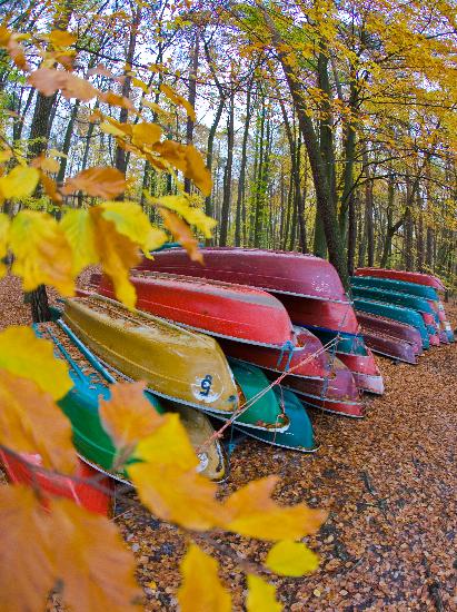 Ruderboote im Herbstwald am Stechlinsee van Patrick Pleul