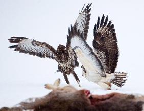 Buzzards fighting for food