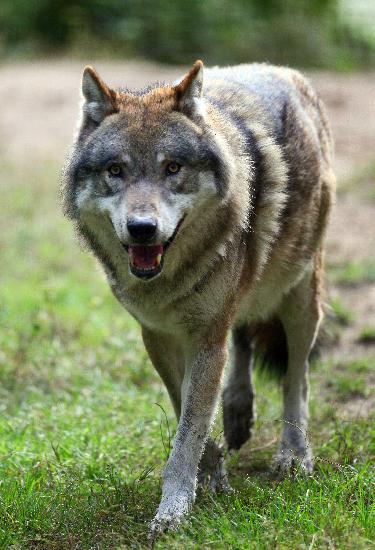 Wolf im Wildpark Schorfheide van Patrick Pleul