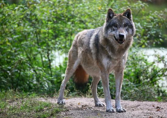 Wolf im Wildpark Schorfheide van Patrick Pleul