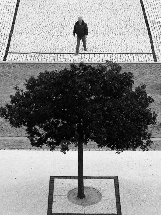 Two Silver Trees van Paulo Abrantes