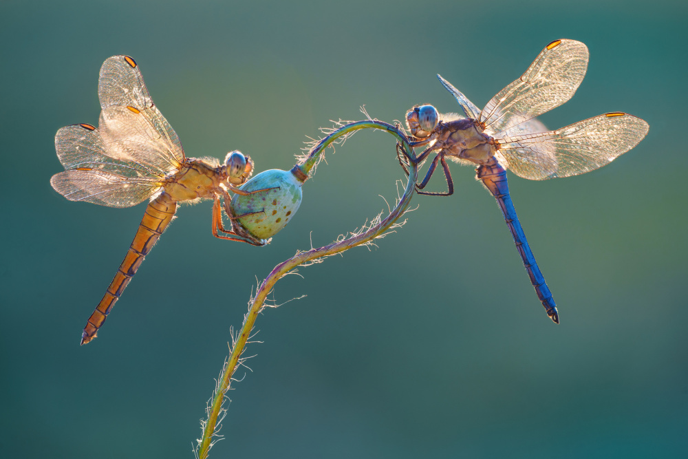 Perfect dragonflies van Petar Sabol