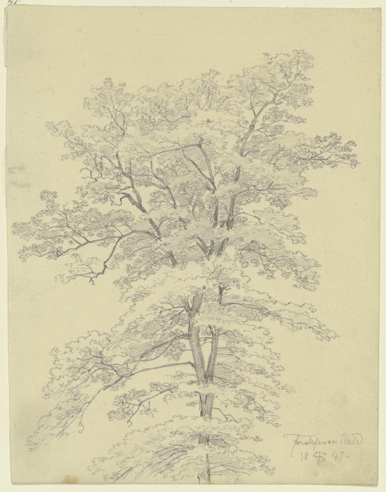 Tree van Peter Becker