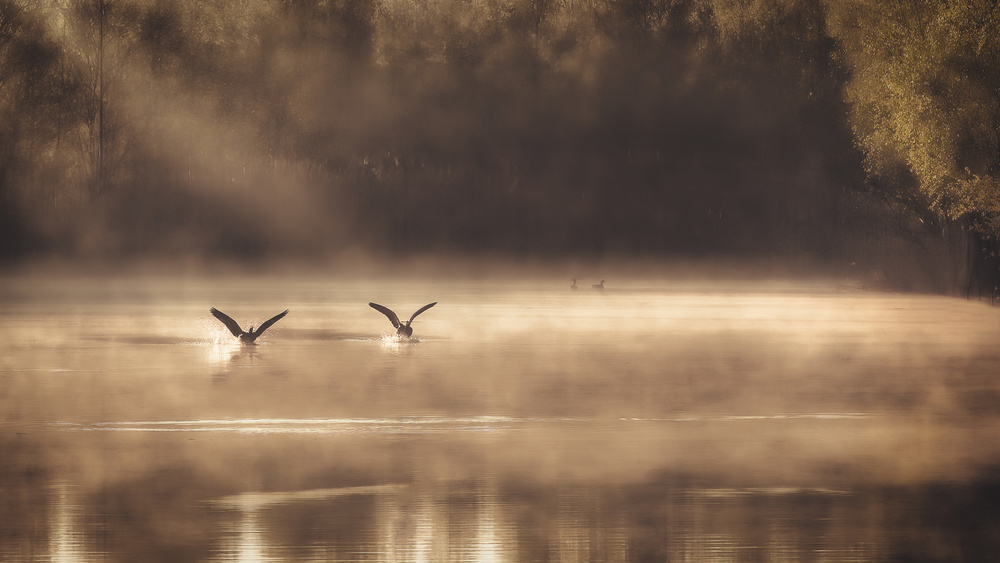 The Early Morning Ducks van Peter Dewever