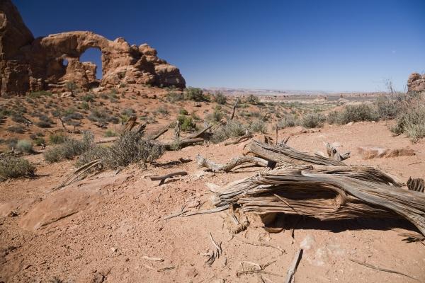 Baum und Turret Arch Utah USA van Peter Mautsch