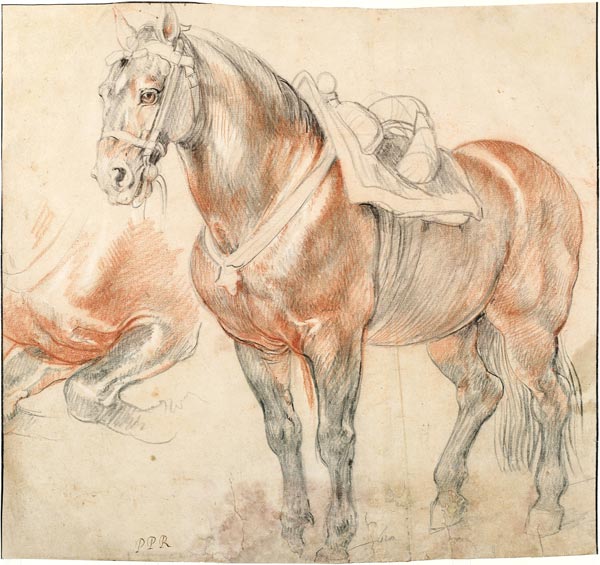Saddled Horse van Peter Paul Rubens Peter Paul Rubens