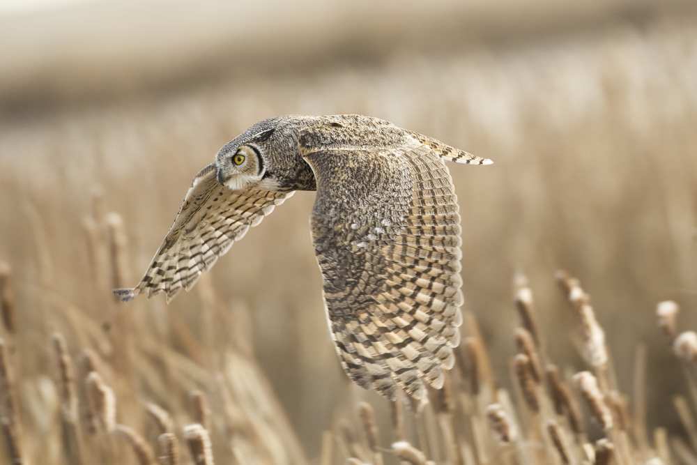Great Horned owl van Peter Stahl