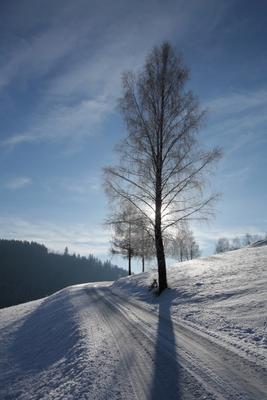 Birke in Winterlandschaft im Gegenlicht van Peter Wienerroither