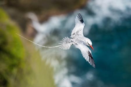 The Red-billed Tropicbird, Phaethon aethereus, is flying over the bay, Tobago