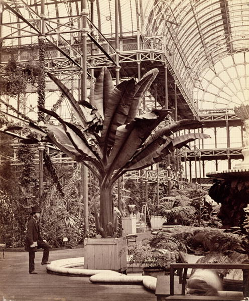 Tropical Plants in the Egyptian Room, Crystal Palace, Sydenham, 1854 (b/w photo)  van Philip Henry Delamotte
