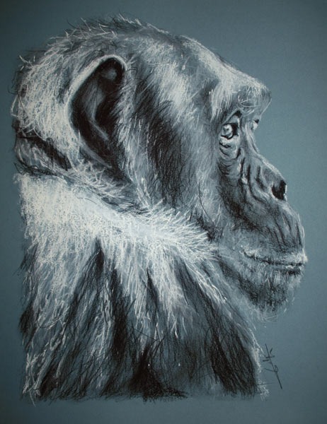 Chimpanzé de profil van Philippe Flohic