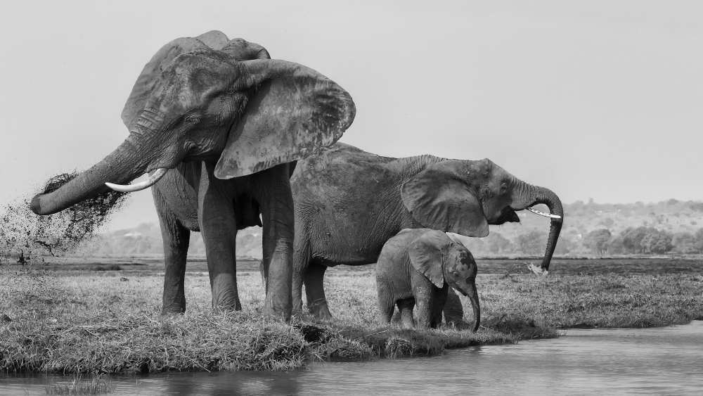 The family of elephants van Phillip Chang