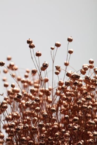 Dried Grass Copper 01