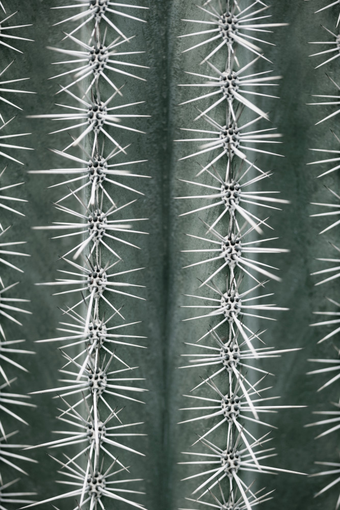 Cactus green van Pictufy Studio III