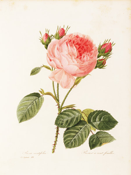 Cabbage Rose / Redouté 1835 van Pierre Joseph Redouté