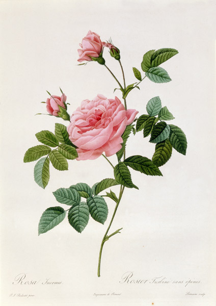 Rosa Inermis van Pierre Joseph Redouté