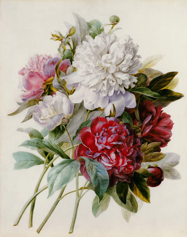 Een boeket van rode, roze en witte pioenen - Pierre Joseph Redouté van Pierre Joseph Redouté