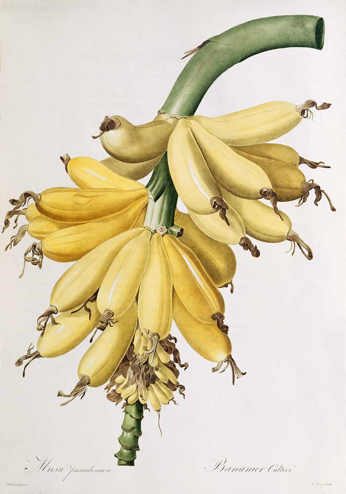 Banana van Pierre Joseph Redouté