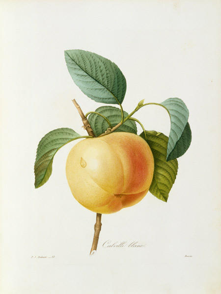 Apple, Calville blanc / Redouté van Pierre Joseph Redouté