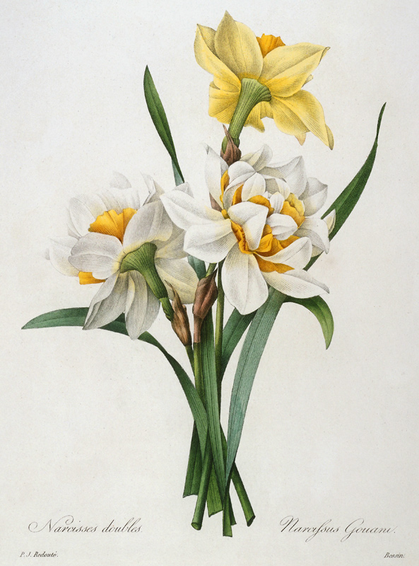 Daffodil / Redouté van Pierre Joseph Redouté
